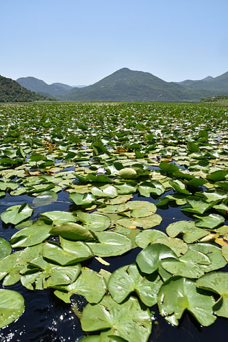 Aquatic plants in Lake Shkodër