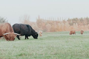 Schotse Hooglanders in de Nederlandse Duinen van Anne Zwagers