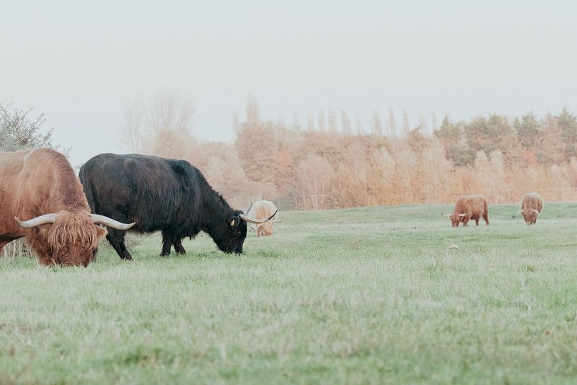 Scottish Highlanders in the Dutch Dunes by Anne Zwagers