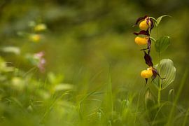 Frauenschuh im Gegenlicht, Gloeiend einde van de zonering von Karin Luttmer