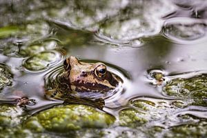 Grenouille sur Rob Boon