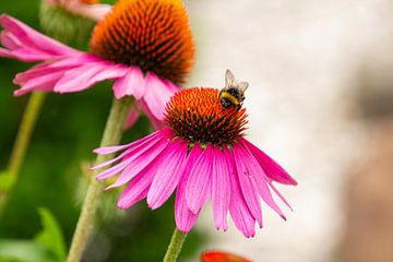 Abeille sur un tournesol.