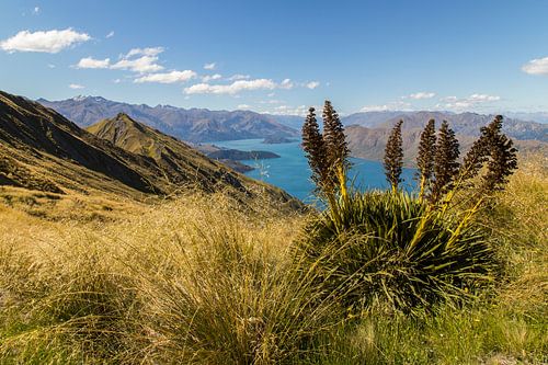 Roys Peak, Lake Wanaka