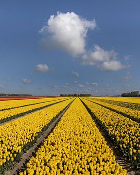 Champ de tulipes avec des nuages sur Sander Groenendijk