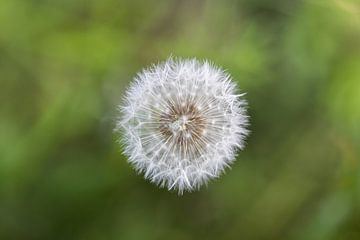 Dandelion by FotoSynthese