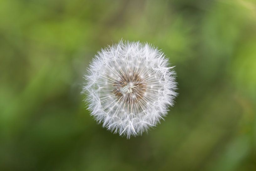 Löwenzahn von FotoSynthese