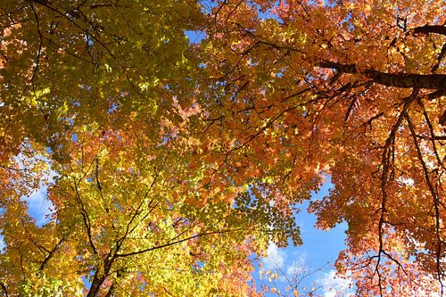 Een esdoornbos in de herfst