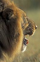 Leeuw in Botswana, Afrika