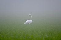The swan in the fog