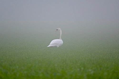 The swan in the fog