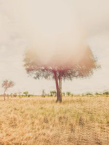 Dessin botanique d'un arbre dans la savane