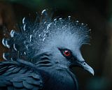 Victoria-Krontaube von JMV nature photography Miniaturansicht