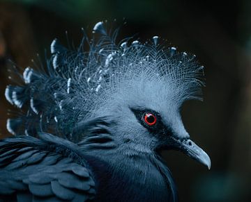 Pigeon biset de Victoria sur JMV nature photography