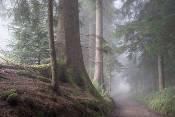 Wald am Morgen mit Nebel