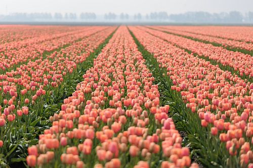 Tulpenveld
