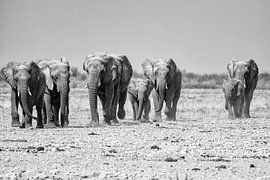 Elephants at Etosha National Park by Jurgen Hermse