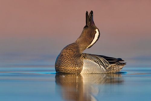 Garganey, Anas querquedula