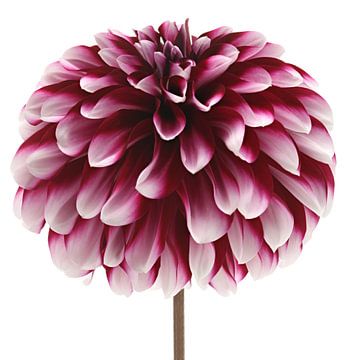 Dahlia 'Vera Frost' van Paul Heijmink