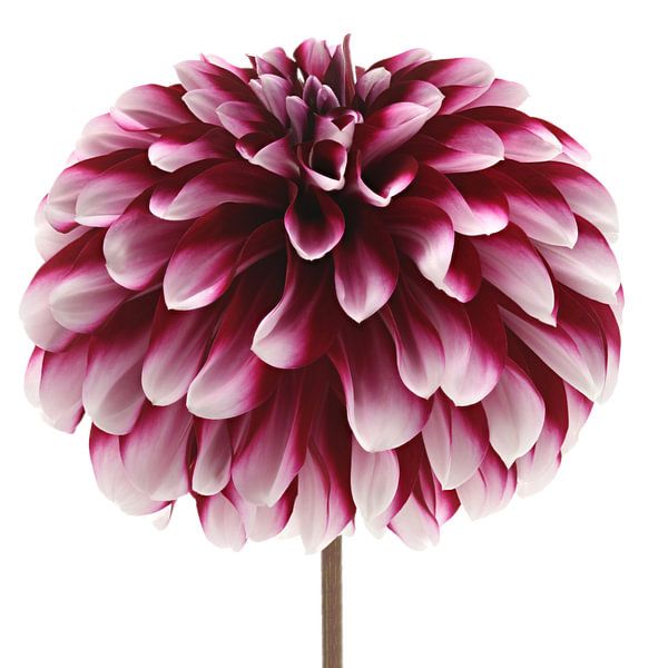 Dahlia Vera Frost by Paul Heijmink