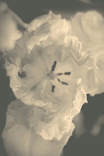 Fleur de printemps