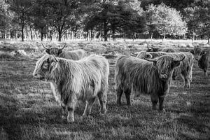 Schottische Highlander-Kühe im Nationalpark Drentse Aa in Drenthe.