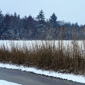 Roseau sur le côté d'un fossé gelé sur Sandra van der Burg