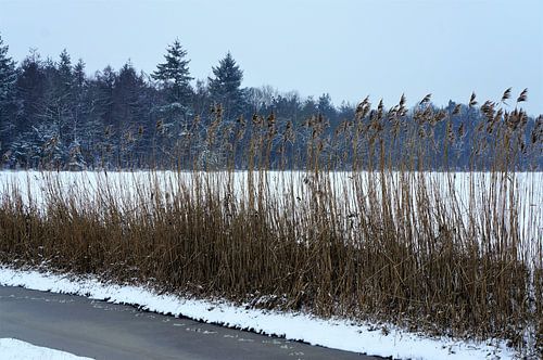 Roseau sur le côté d'un fossé gelé