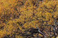 IJslandse herfst van Danny Slijfer Natuurfotografie thumbnail