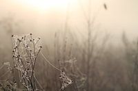 dawn