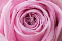 Open the bloom of your heart and become a gift of beauty to the world.