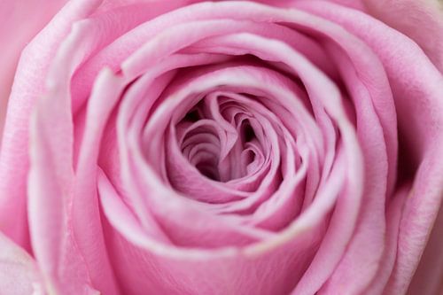 Open the bloom of your heart and become a gift of beauty to the world.