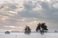 Dichte mist over de velden