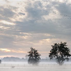 Dichter Nebel über den Feldern von Atelier van Saskia
