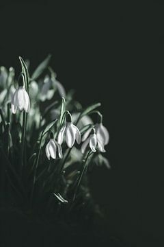 Snowdrops in the dark forest by Leny Silina Helmig
