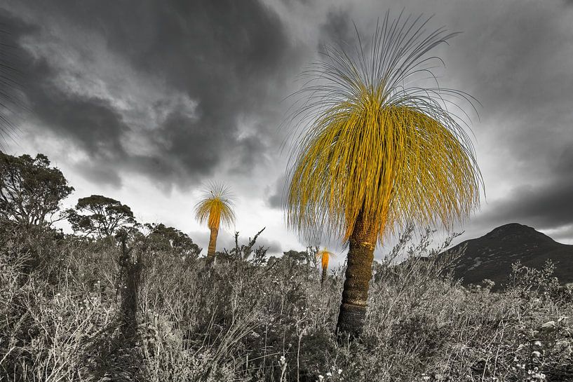 Kingia australis plants by Chris Stenger