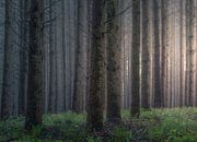 Tief im Wald von Marche-en-Famenne von Peschen Photography Miniaturansicht