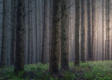 Diep in het bos van Marche-en-Famenne van Peschen Photography