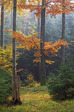 Herbstfarben im Wald bei Nebel in Biberach