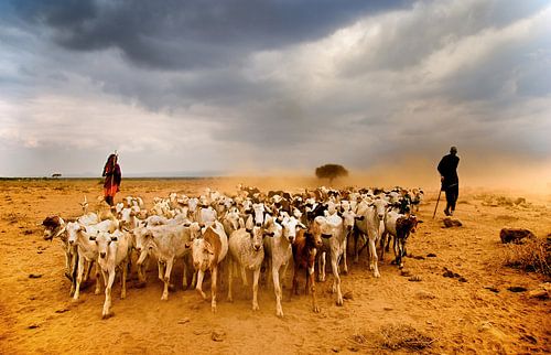 Masaai Shepherds