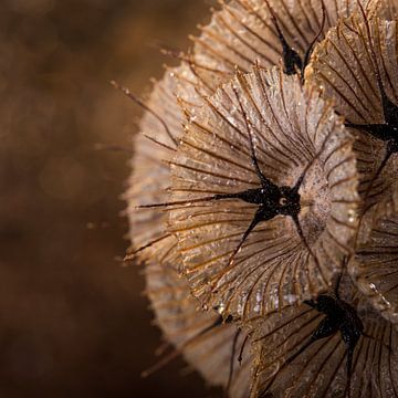 A square with the warm brown tones of dried Scabiosa by Marjolijn van den Berg