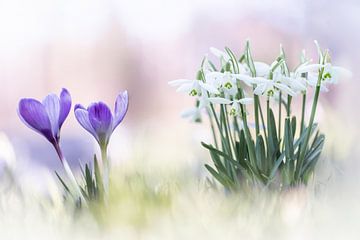 Crocuses and snowdrops by Patricia van Kuik