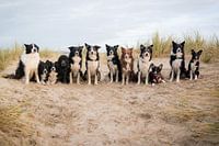 Group photo border collies in the dunes