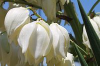 Blüte