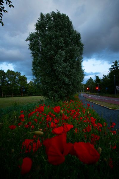 Along the road by peterheinspictures