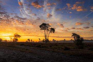 Sonnenaufgang Loonse und Drunense Dünen von Zwoele Plaatjes