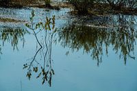 Spiegelung eines herbstlichen Zweiges im Pool