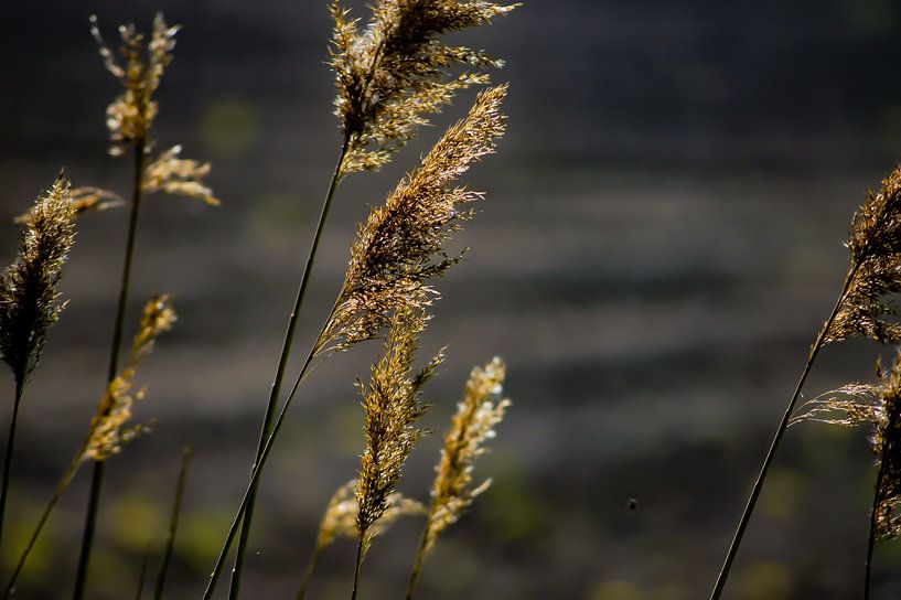 Riet van Niek Traas