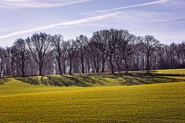 Bäume in Harles (Heuvelland, Südlimburg) von Rob Boon