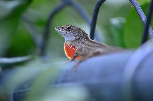 A brown anole