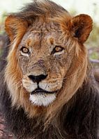 The Lion